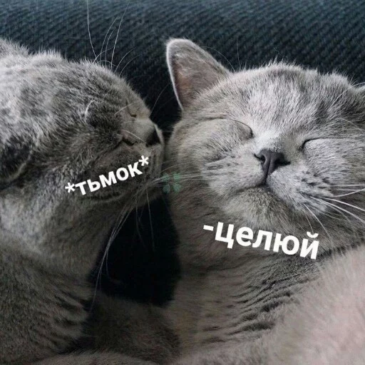 Стикерпак КотикЦмок для Telegram — скачать