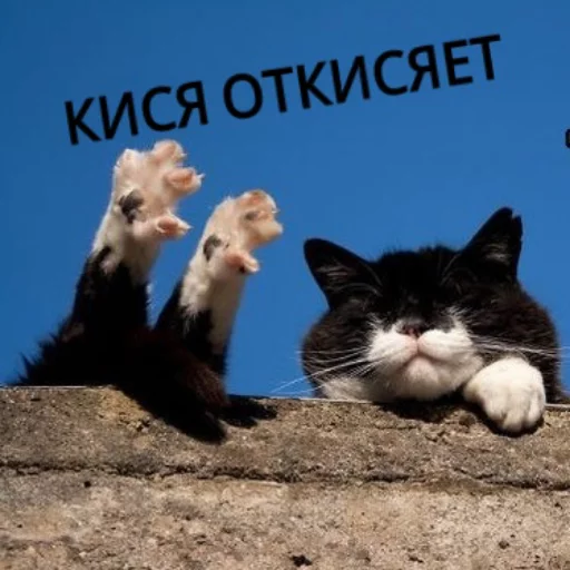 🙂 Стикер «КотикЦмок» для Telegram
