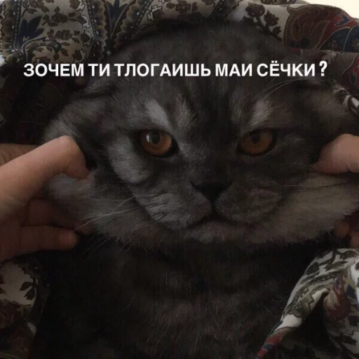 🤨 Стикер «КотикЦмок» для Telegram