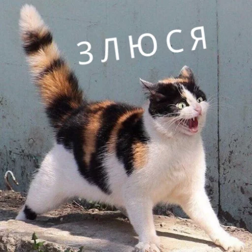 😤 Стикер «КотикЦмок» для Telegram