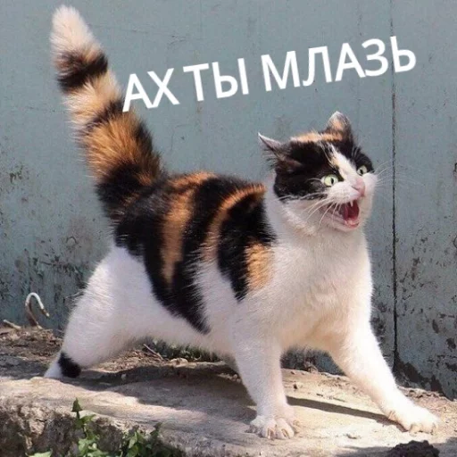 😡 Стикер «КотикЦмок» для Telegram