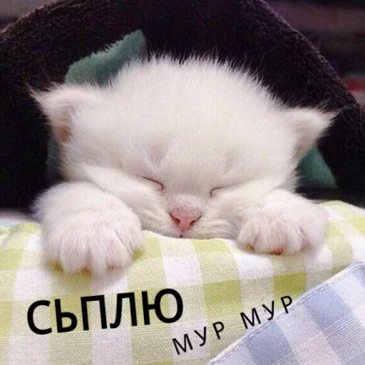 😴 Стикер «КотикЦмок» для Telegram