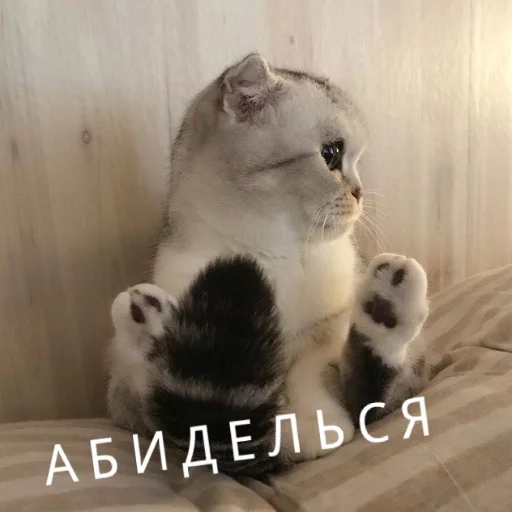 😒 Стикер «КотикЦмок» для Telegram