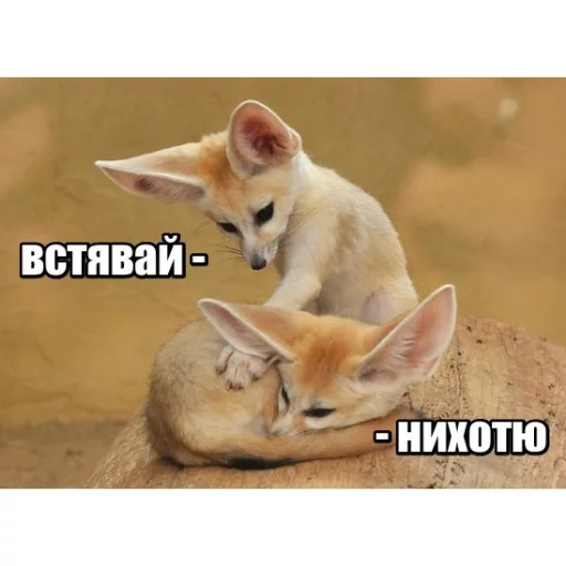 🙊 Стикер «КотикЦмок» для Telegram