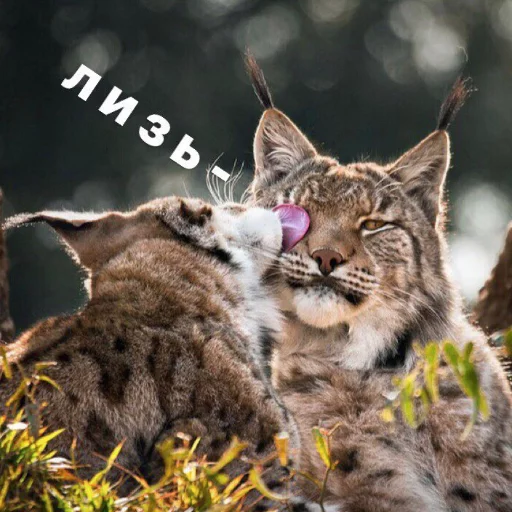 💋 Стикер «КотикЦмок» для Telegram