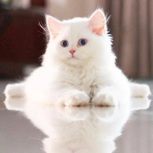 ☺️ Стикер «КотикЦмок» для Telegram
