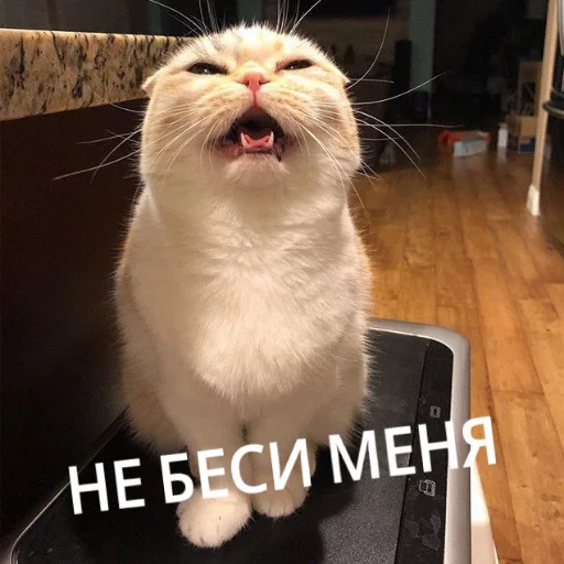 😕 Стикер «КотикЦмок» для Telegram