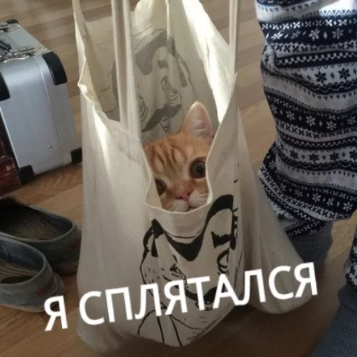 🙃 Стикер «КотикЦмок» для Telegram