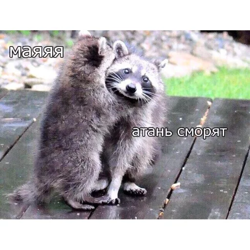 😘 Стикер «КотикЦмок» для Telegram