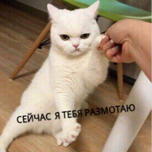😡 Стикер «КотикЦмок» для Telegram