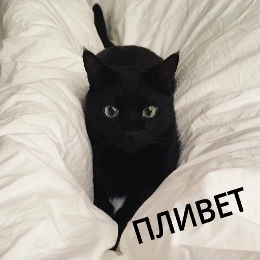 ☺️ Стикер «КотикЦмок» для Telegram
