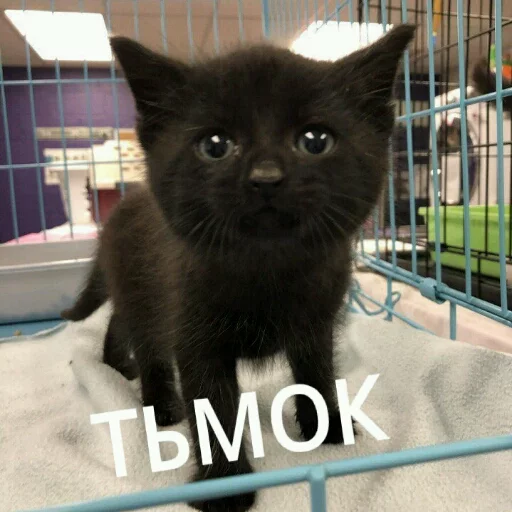 😙 Стикер «КотикЦмок» для Telegram