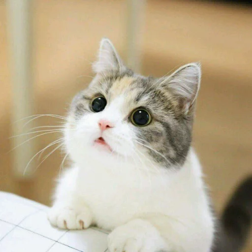 😳 Стикер «КотикЦмок» для Telegram
