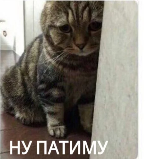 😞 Стикер «КотикЦмок» для Telegram