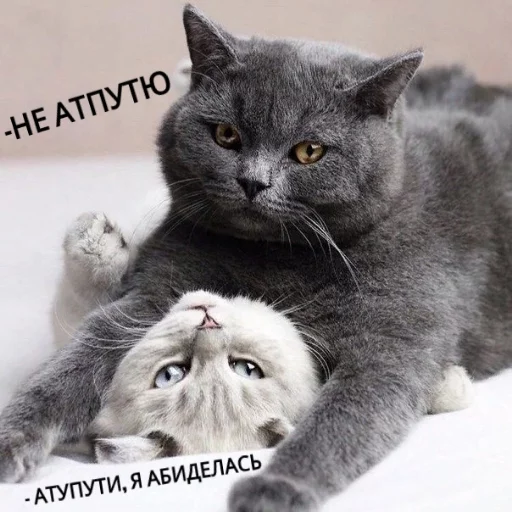 😍 Стикер «КотикЦмок» для Telegram