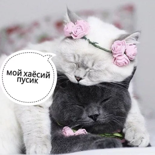 😍 Стикер «КотикЦмок» для Telegram