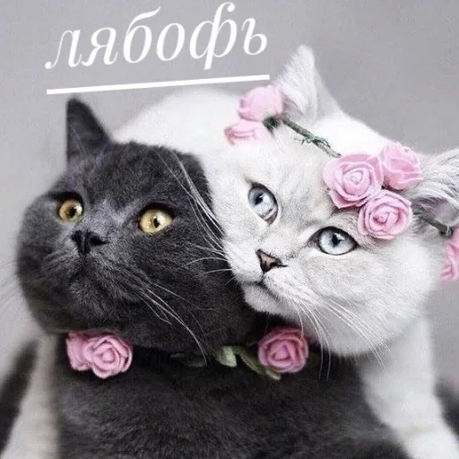💍 Стикер «КотикЦмок» для Telegram