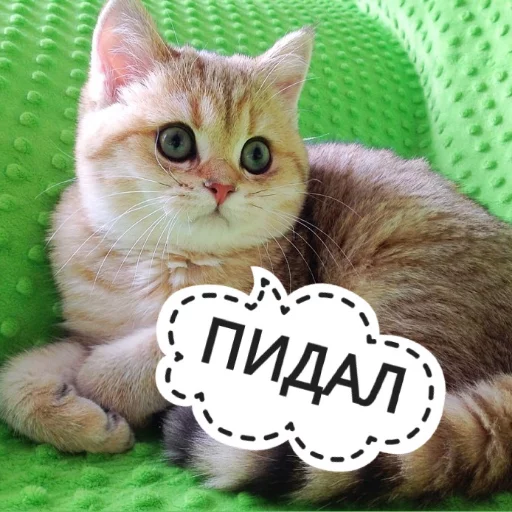 😬 Стикер «КотикЦмок» для Telegram