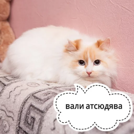 😤 Стикер «КотикЦмок» для Telegram