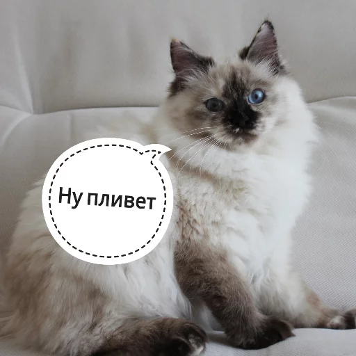 😛 Стикер «КотикЦмок» для Telegram