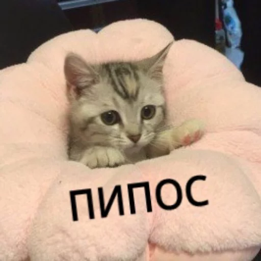 😥 Стикер «КотикЦмок» для Telegram