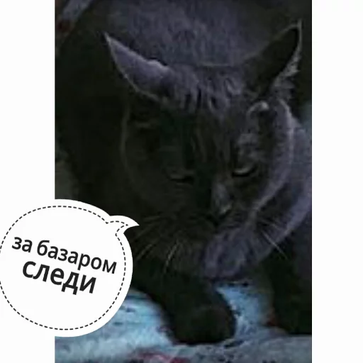 😪 Стикер «КотикЦмок» для Telegram