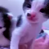 🙂 Эмодзи «Mix #girl #animals #cat #cute» для Telegram