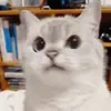 🤬 Эмодзи «Mix #girl #animals #cat #cute» для Telegram