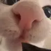 👅 Эмодзи «Mix #girl #animals #cat #cute» для Telegram