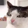 😒 Эмодзи «Mix #girl #animals #cat #cute» для Telegram