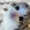 🐱 Эмодзи «Mix #girl #animals #cat #cute» для Telegram