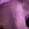 😨 Эмодзи «Mix #girl #animals #cat #cute» для Telegram