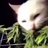 😺 Эмодзи «Mix #girl #animals #cat #cute» для Telegram