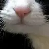 🥵 Эмодзи «Mix #girl #animals #cat #cute» для Telegram