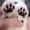 🐾 Эмодзи «Mix #girl #animals #cat #cute» для Telegram