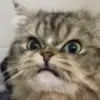 😠 Эмодзи «Mix #girl #animals #cat #cute» для Telegram