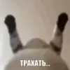 🥵 Эмодзи «Mix #girl #animals #cat #cute» для Telegram