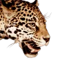🐆 Эмодзи «Leopard core» для Telegram