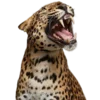 🐆 Эмодзи «Leopard core» для Telegram
