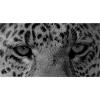 🐆 Эмодзи «Leopard core» для Telegram
