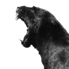 🐆 Эмодзи «Leopard core» для Telegram
