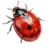 🐞 Эмодзи «Сочное лето design_» для Telegram