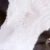 🤩 Эмодзи «лето в деревне» для Telegram