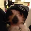 🐶 Эмодзи «🤟 Набор эмоджи с «LiL PEEP Лил Пип»» для Telegram