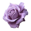 💜 Эмодзи «Lilac Dream» для Telegram
