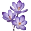 💜 Эмодзи «Lilac Dream» для Telegram