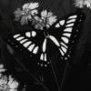 🌟 Эмодзи «愛してます» для Telegram
