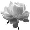 🌺 Эмодзи «愛してます» для Telegram