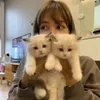 🌟 Эмодзи «Lisa ー» для Telegram