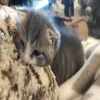 ☺️ Эмодзи «Lol» для Telegram